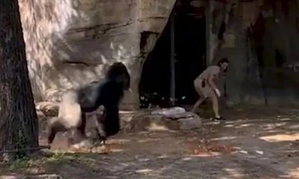 Τρομακτικό βίντεο! Γορίλας επιτίθεται σε φύλακες ζωολογικού κήπου